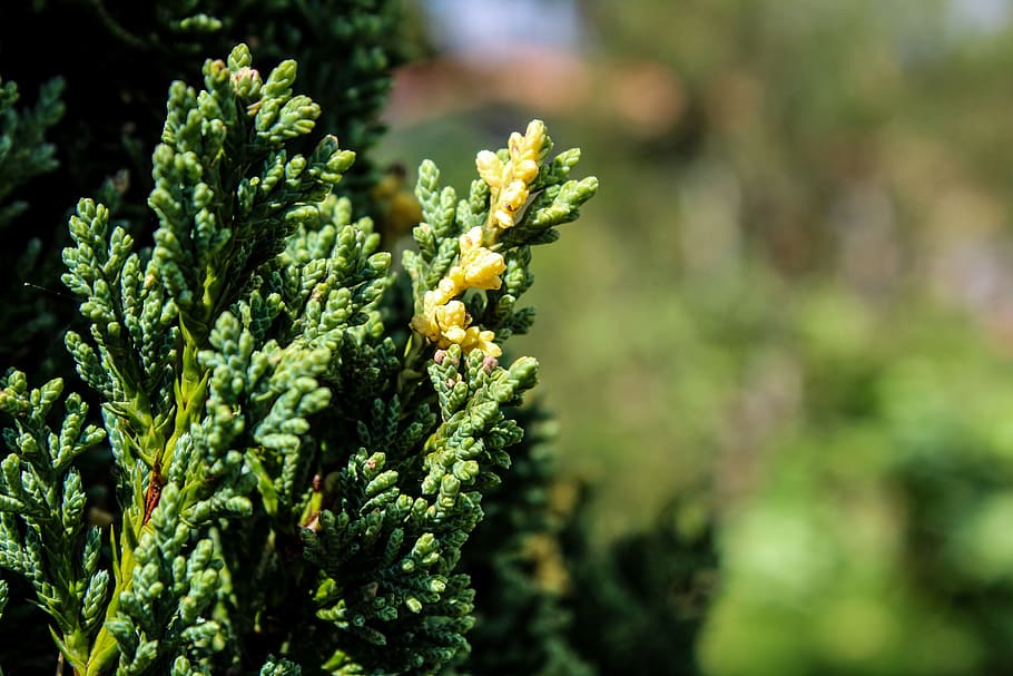 nature, leaf, tree, plant, outdoors, pine, garden, approach HD wallpaper