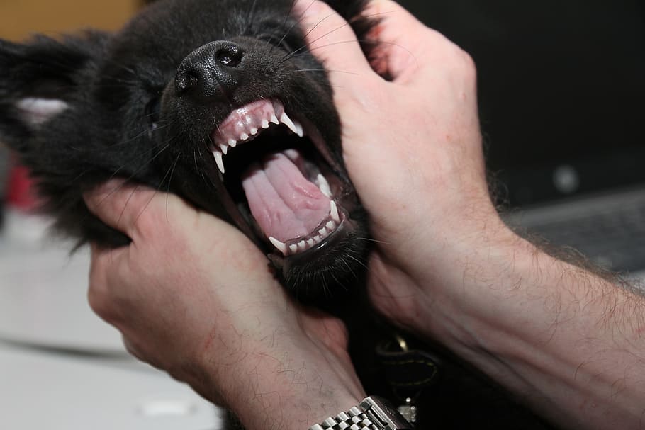 Hd Wallpaper The Teeth Of The Puppy Dog Belgian Shepherd Dog Animal Wallpaper Flare