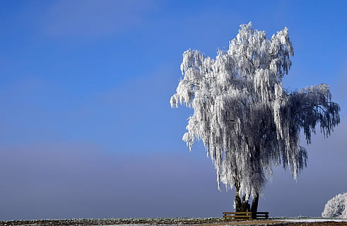 bench under white leaf tree, winter, wintry, nature, snow, cold HD wallpaper