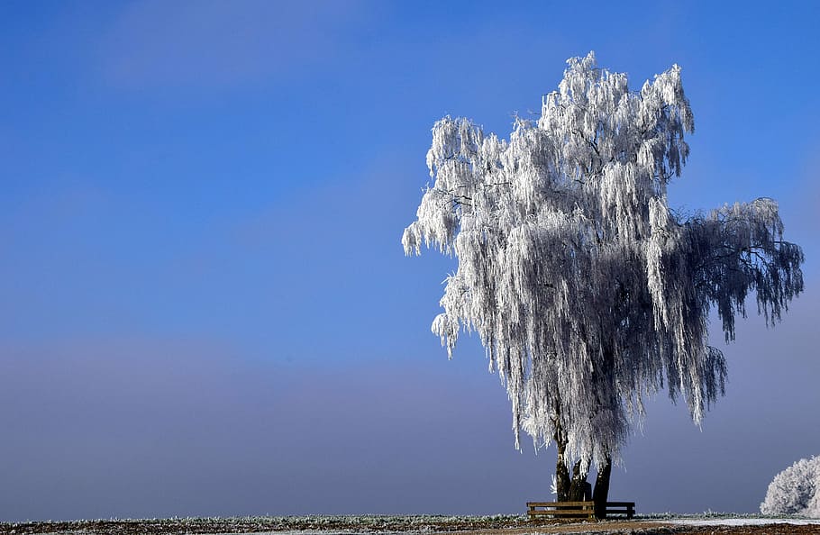 bench under white leaf tree, winter, wintry, nature, snow, cold HD wallpaper