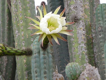 Cactus, Bloom, Flower, Cacti, large, thorn, prickly, san pedro HD wallpaper