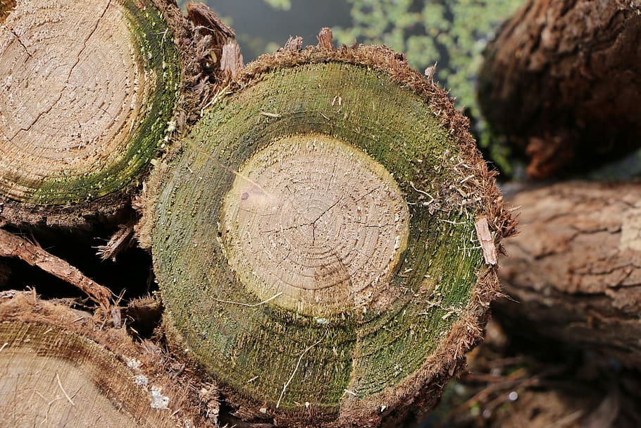 Stakes, Moss, Trees, close-up, log, no people, day, tree ring, HD wallpaper