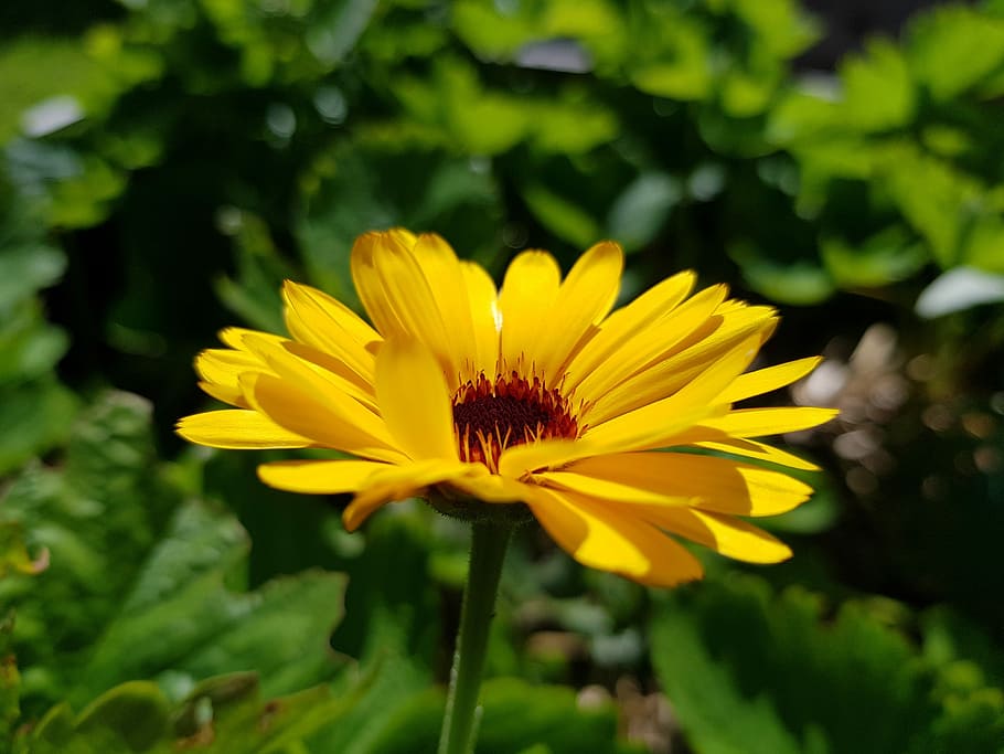 Flower, Yellow, Marigold, petal, flower head, nature, plant HD wallpaper