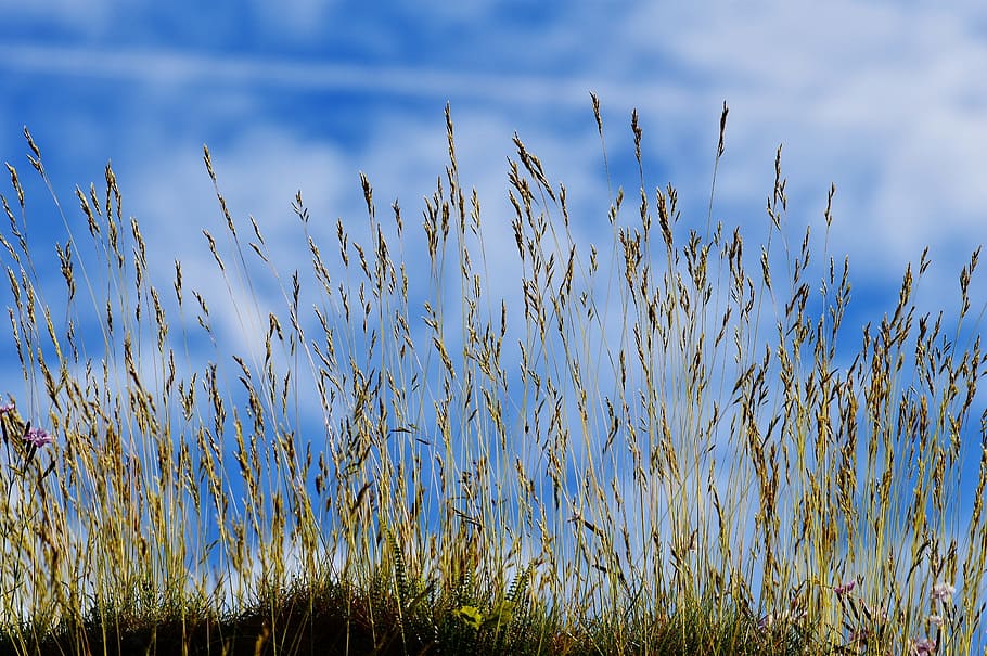 green grasses near body of water, sky, blue, clouds, nature HD wallpaper