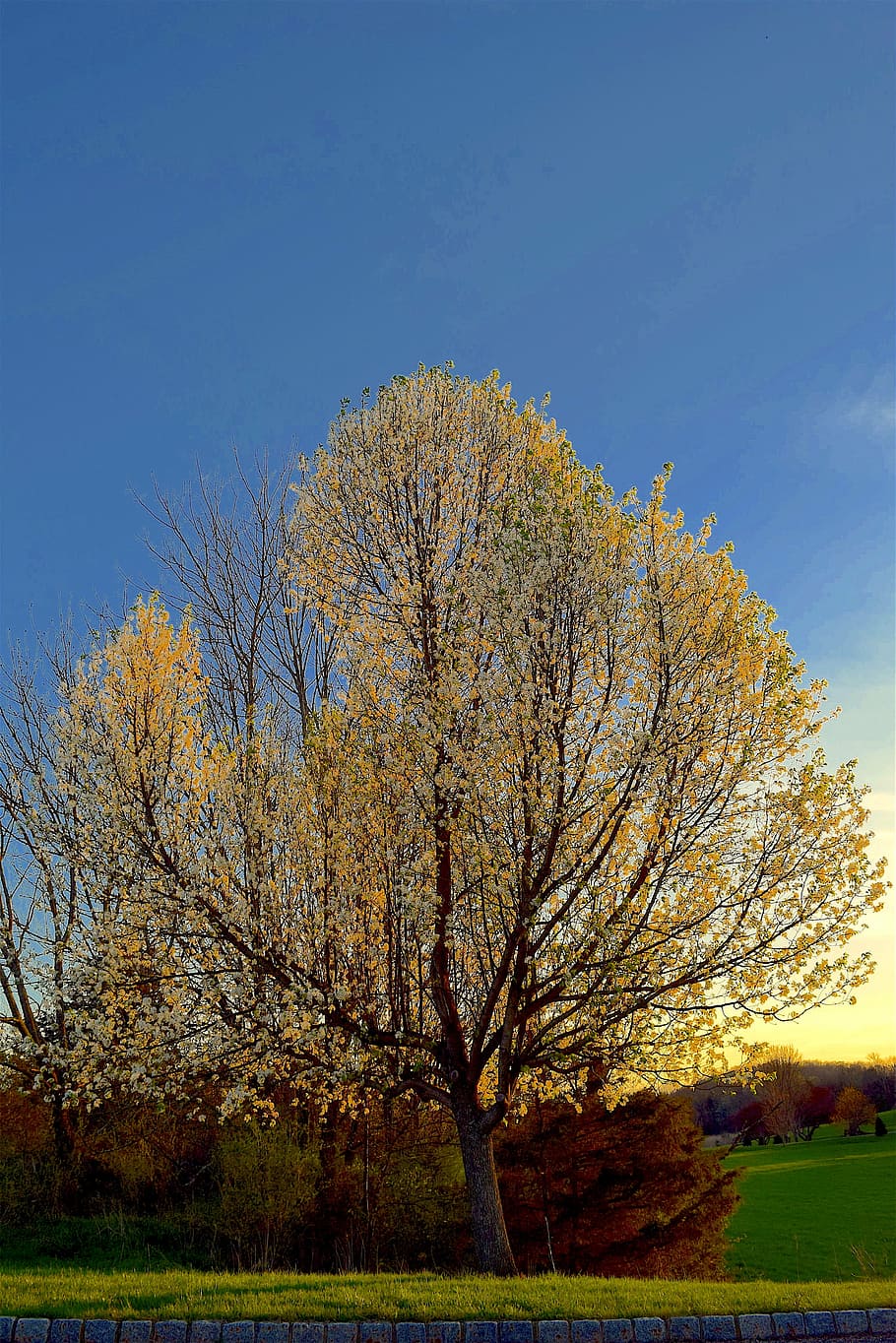 tree, bloom, spring, sunset, light, blossom, season, floral HD wallpaper