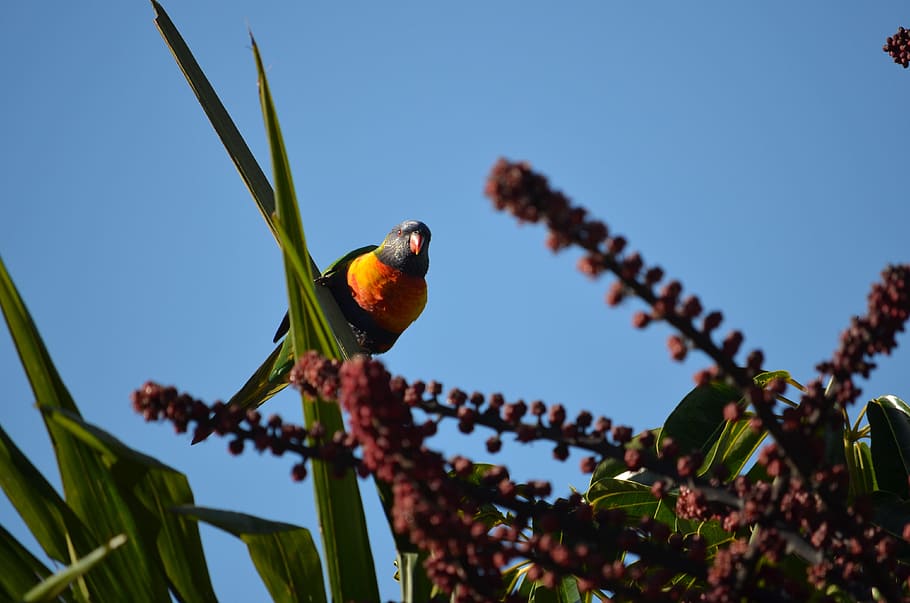 rainbow lorikeet, bird, sky, feather, nature, wings, tropical HD wallpaper