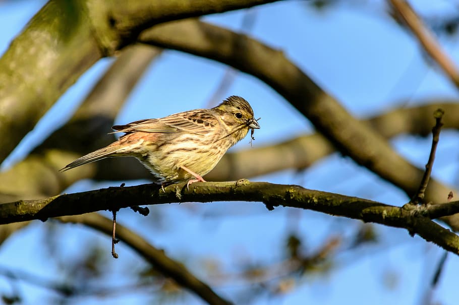 nature, bird, fink, animal, songbird, portrait, wildlife, branch, HD wallpaper