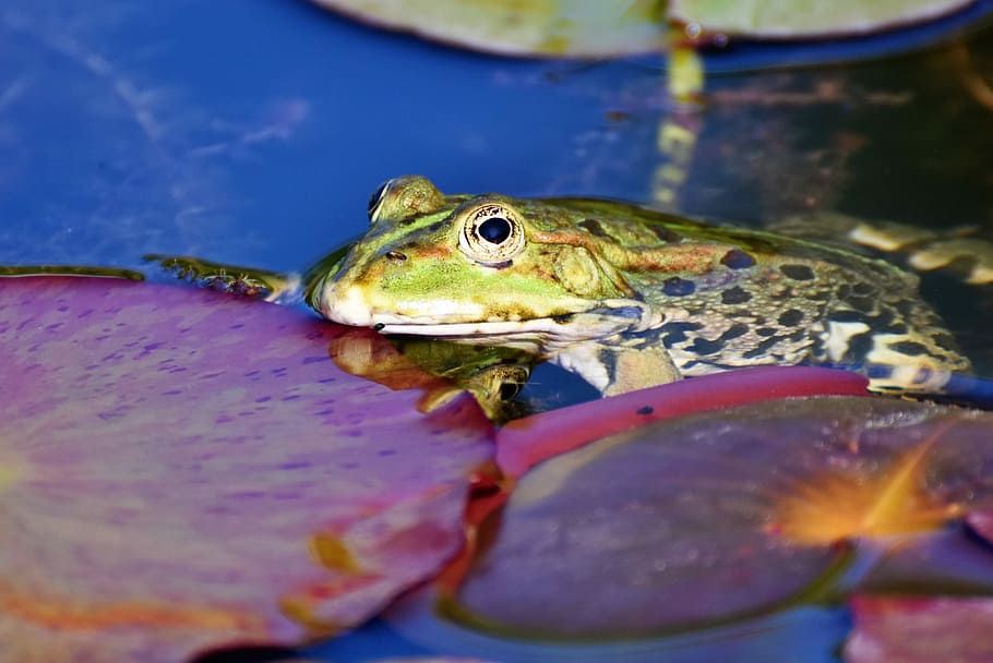 macro photography of green and brown frog, toad, water creature HD wallpaper