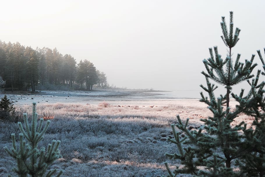 mist, nature, forest, bed, autumn, water, sweden, morning, beautifully HD wallpaper