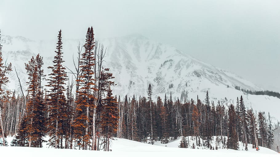 landscape photography of brown trees in front of snowy mountain, red leaf trees near mountain during winter at daytime HD wallpaper