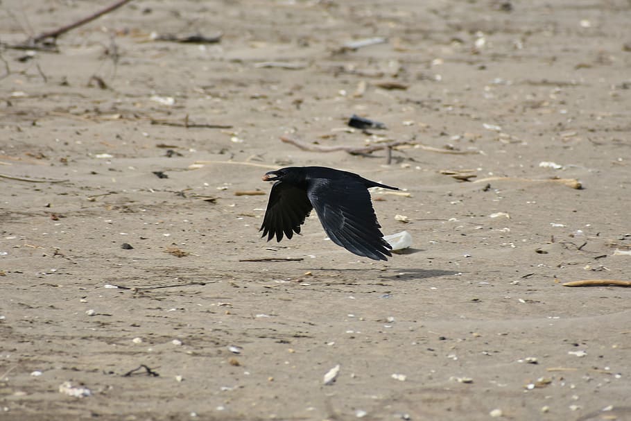 animal, sea, beach, bird, wild birds, crow, feathers, wings HD wallpaper