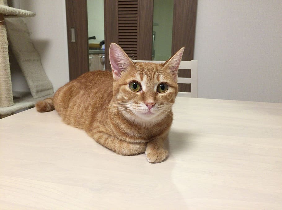 cat, animal, cute, creature, one animal, female cat, japan cat HD wallpaper