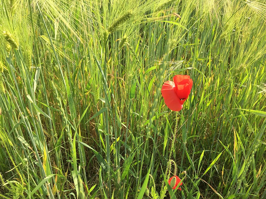 landscape, grass, field, red, plant, flower, flowering plant HD wallpaper