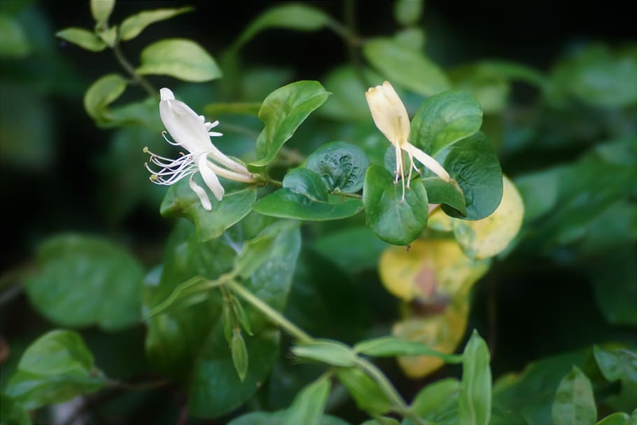 sony a-68, nature, experiment, plant part, leaf, growth, freshness HD wallpaper