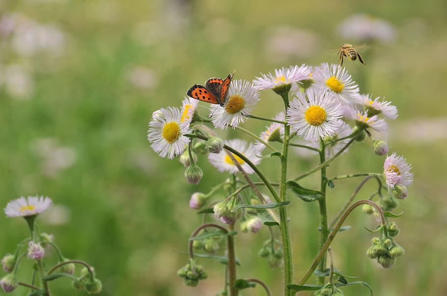 butterfly, bee, flowers, flowering plant, fragility, vulnerability HD wallpaper