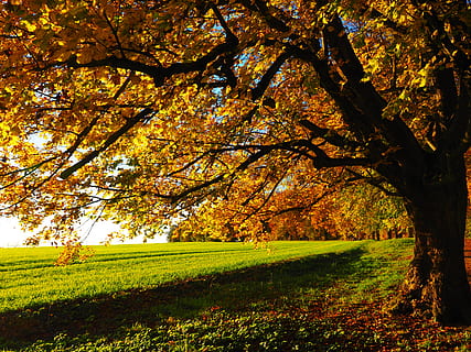 yellow leafed trees during daytime, avenue, back light, sun HD wallpaper