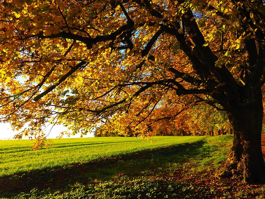 yellow leafed trees during daytime, avenue, back light, sun HD wallpaper