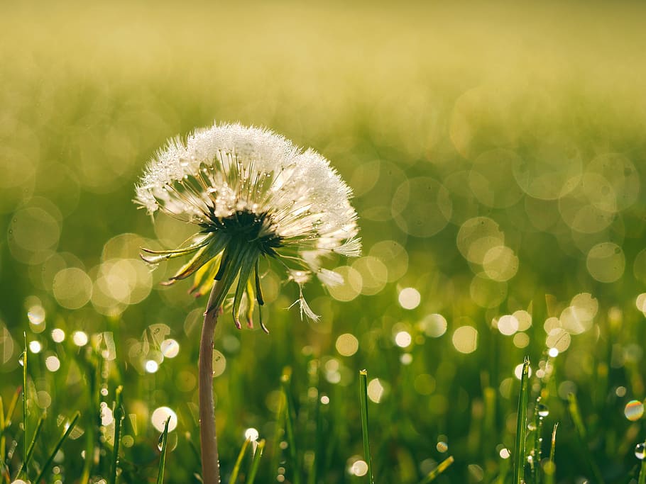 white dandelion in tilt-shift lens photography, bloom, blossom HD wallpaper