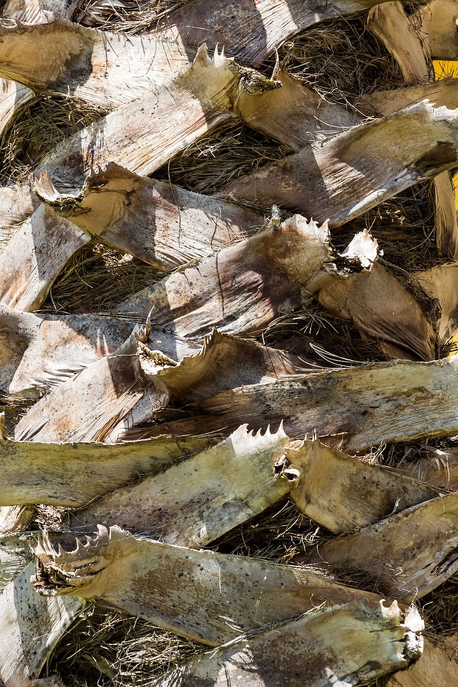 palm, bark, tribe, palm tree root, structure, section, nature HD wallpaper