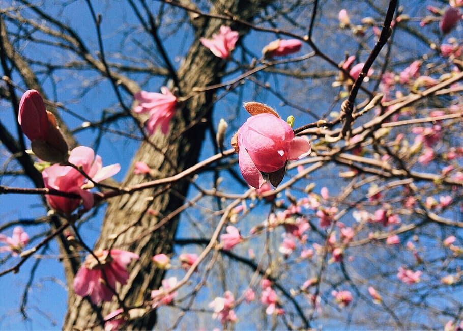 Spring, Bloom, Flower, Blooming, blossoming, color, pink, branch HD wallpaper