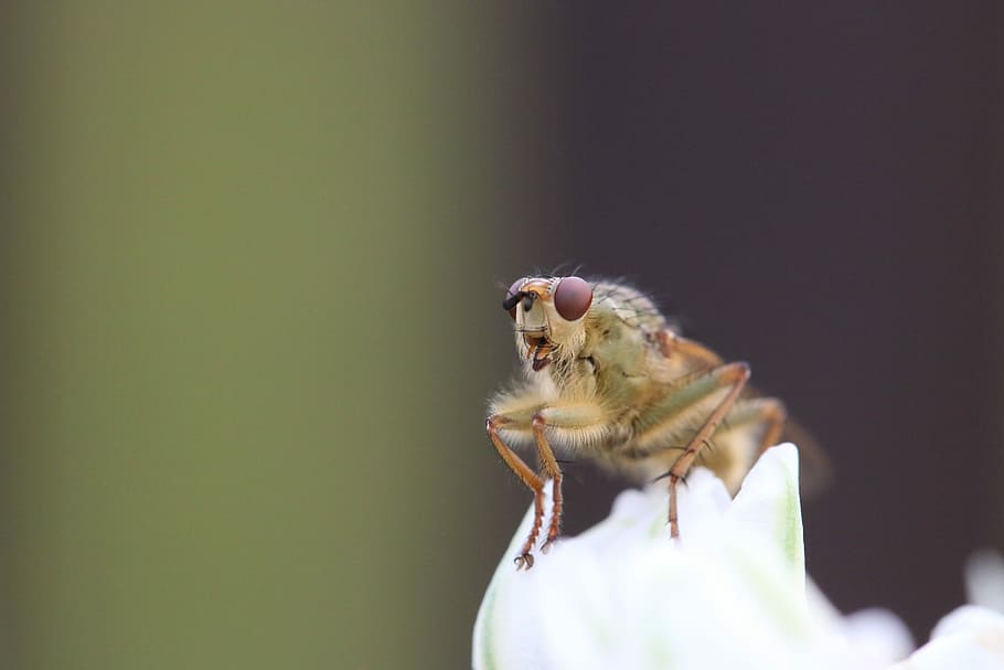 brown insect, green winged insect on white flower in macro shot HD wallpaper