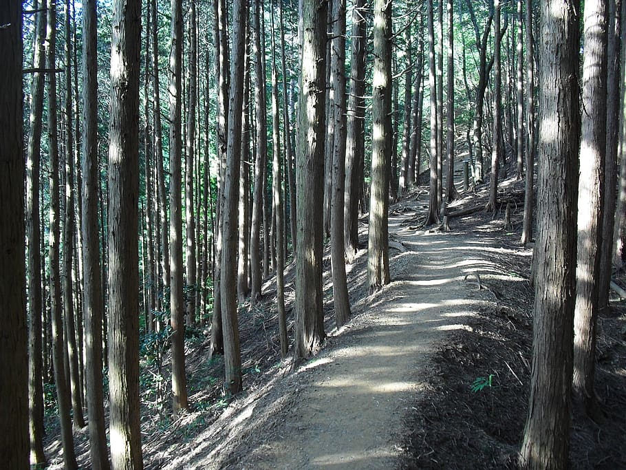 forest, mountain path, sunbeams, tree, plant, land, trunk, tree trunk HD wallpaper