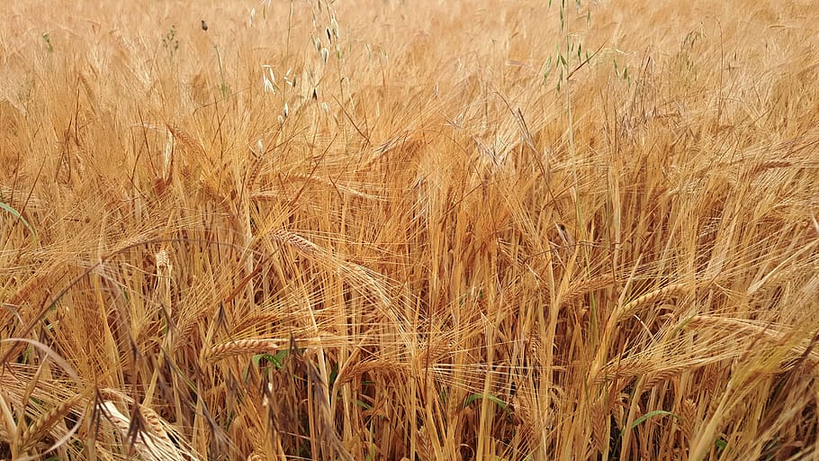 straw, wheat, cereal, bread, gold, crop, agriculture, cereal plant HD wallpaper