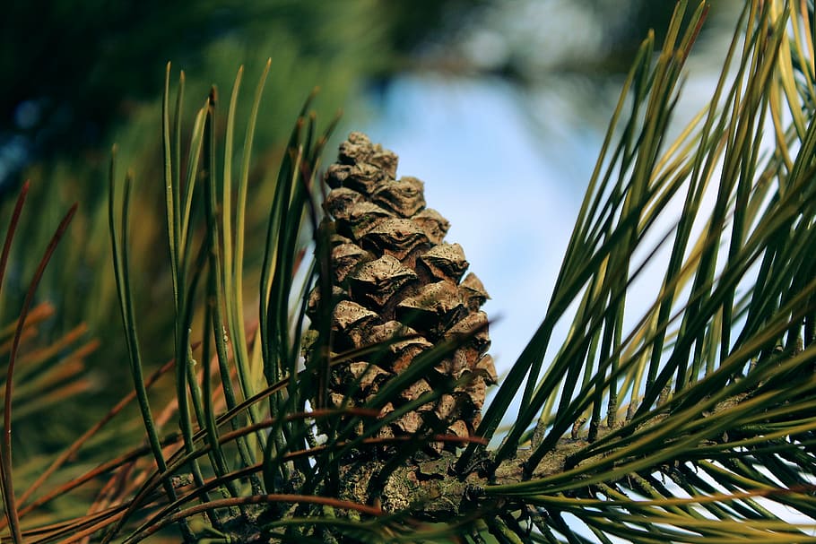 selective focus photography of brown pinecone, conifer, tap HD wallpaper