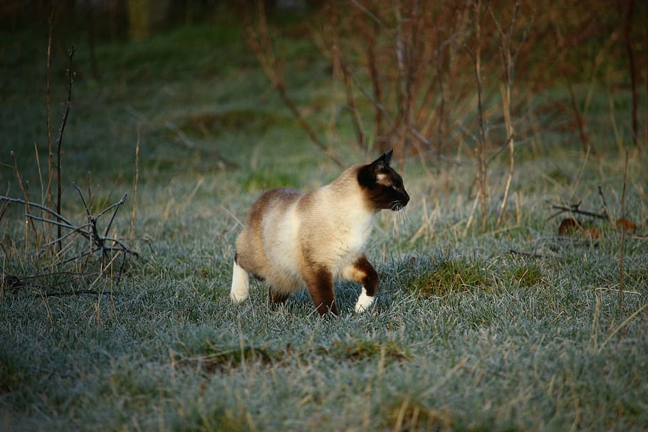 cat, siamese cat, kitten, winter, frost, mieze, frozen, hoarfrost HD wallpaper