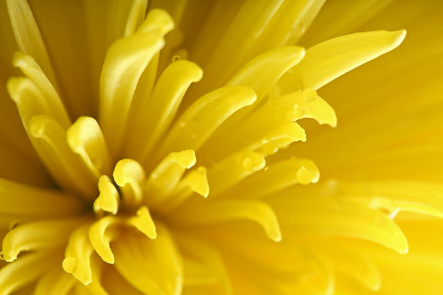 yellow petal flower, macro photography of yellow chrysanthemum flower HD wallpaper