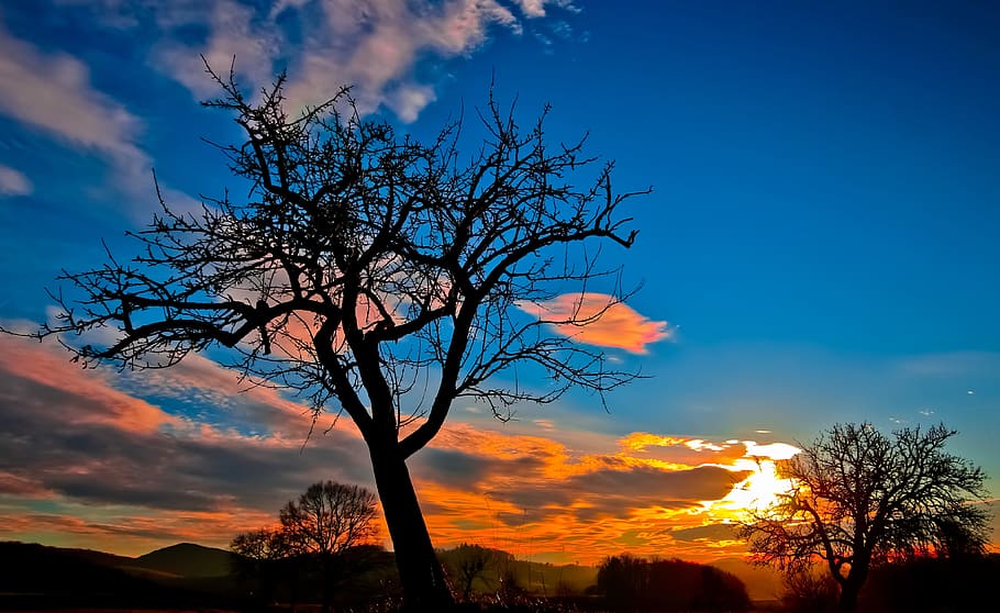bare tree under cloudy sky, sunset, evening sky, afterglow HD wallpaper