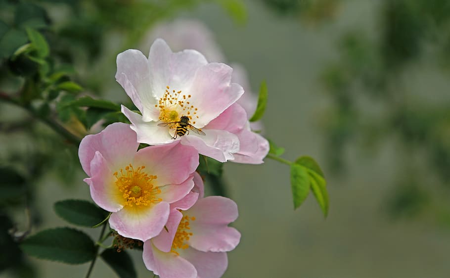 honey bee resting on pink flower, fly, nature, insect, blossom HD wallpaper