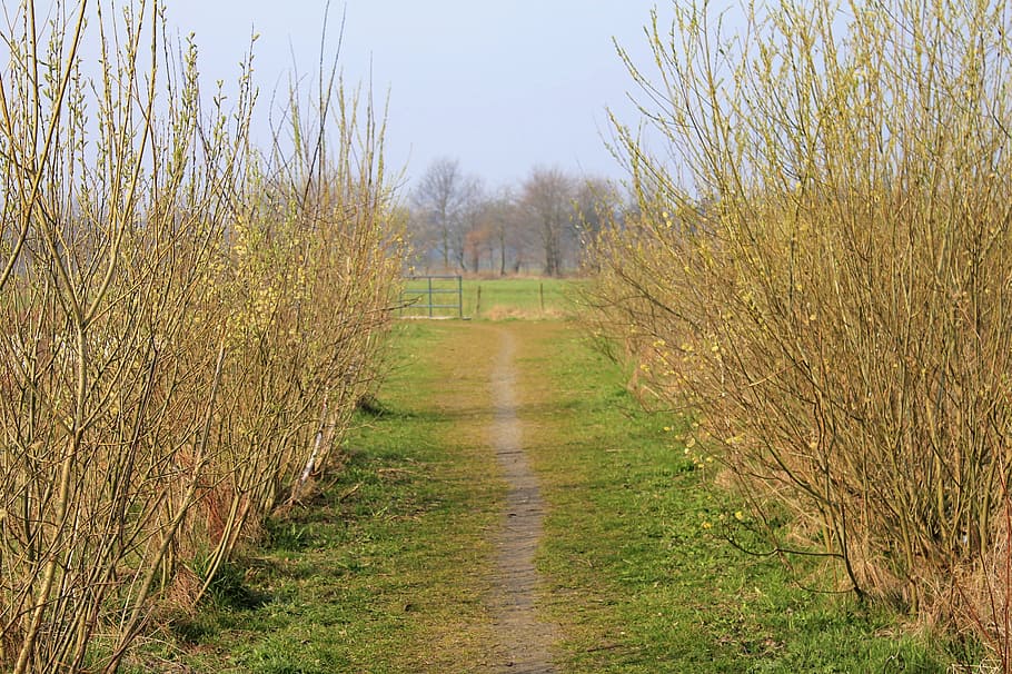 away, grass, nature, trail, silent, rest, tree, rural Scene HD wallpaper