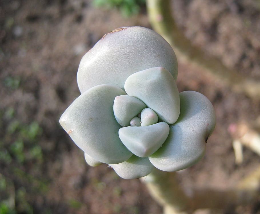 Succulent, Buds, Leaves, Flora, floral, houseplant, garden HD wallpaper