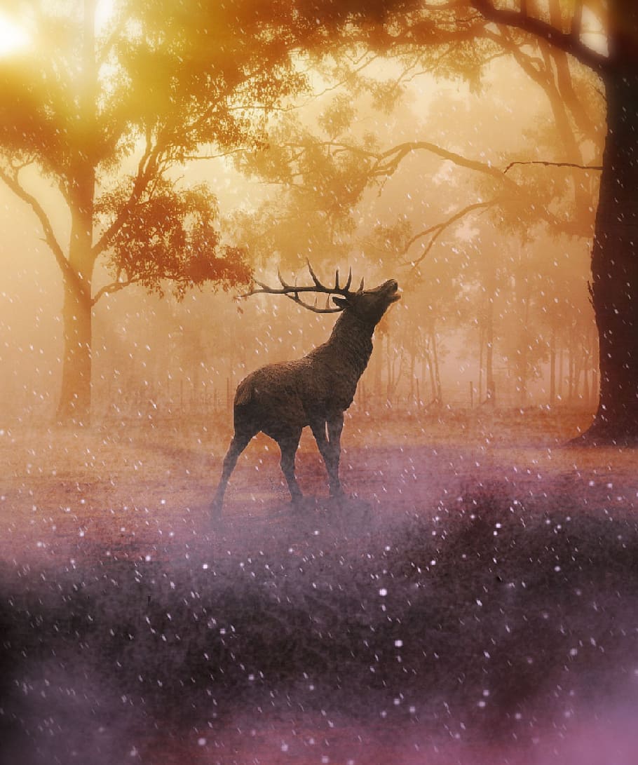 Reindeer standing between trees painting, hirsch, forest, beautiful HD wallpaper