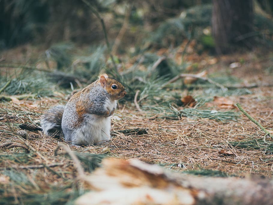 brown and gray pet, nature, animal, wildlife, outdoors, animals In The Wild HD wallpaper