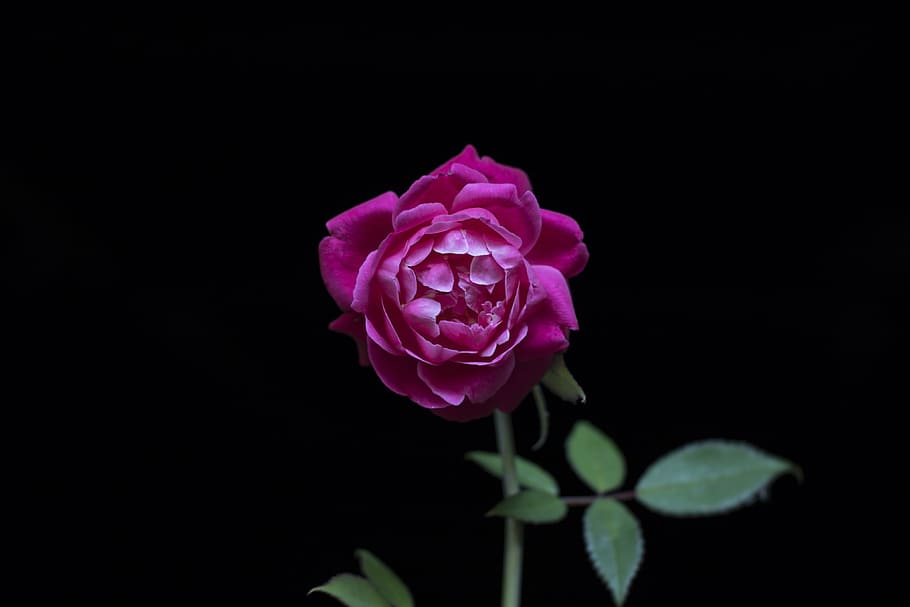 HD wallpaper: purple rose flower, black