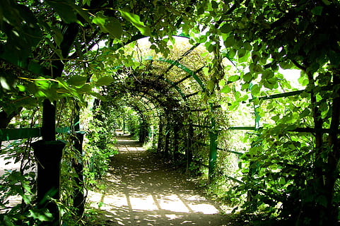 pathway surrounded with green leaf plants, abstract, arch, architecture HD wallpaper