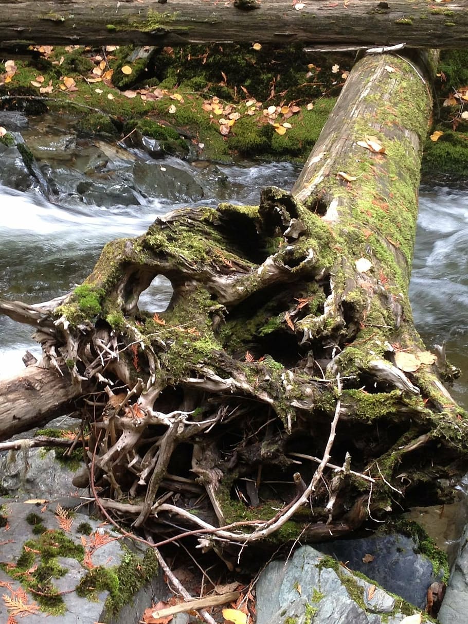 tree, scenery, stump, fallen log, nature, forest, water, day HD wallpaper