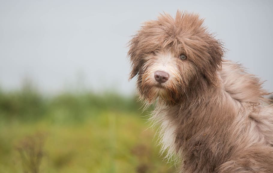tilt shift photography of long-coat dog, dog puppies, view, cute look, HD wallpaper