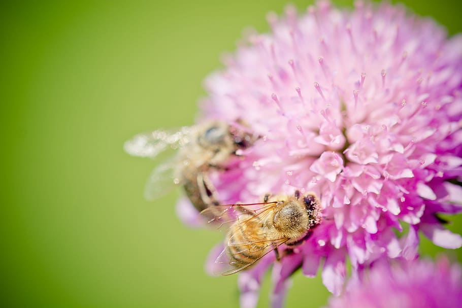 bee, blossom, bloom, pollen, honey bee, pollination, summer HD wallpaper