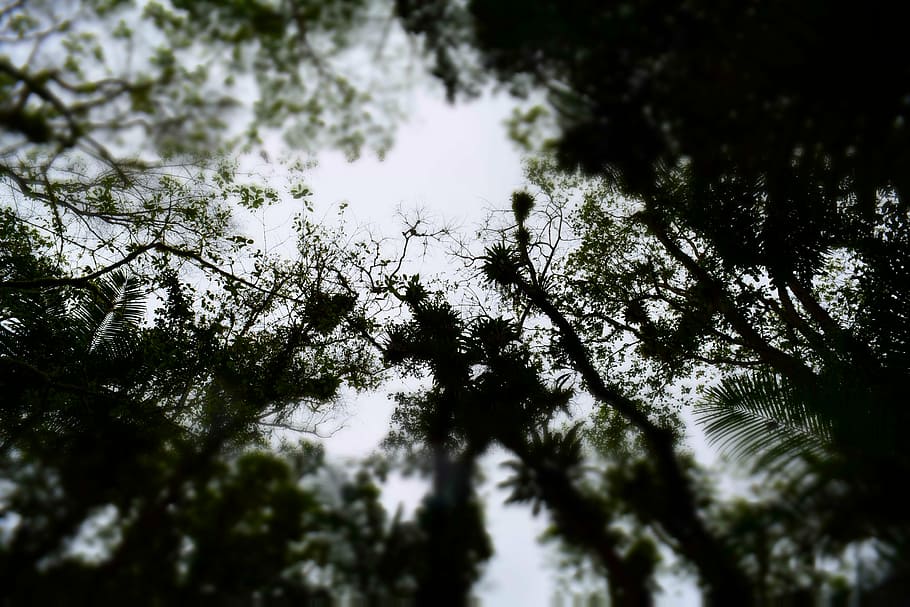 forest, shadow, brazilian atlantic forest, devil's cave, nature HD wallpaper