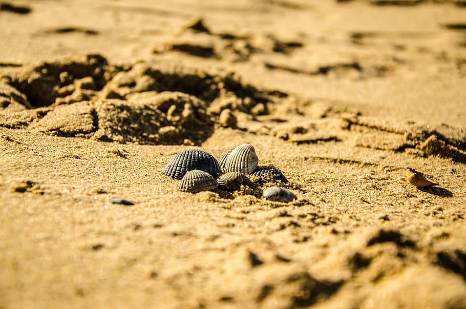 beach, nature, seashell, sand, purity, animal themes, animal wildlife HD wallpaper