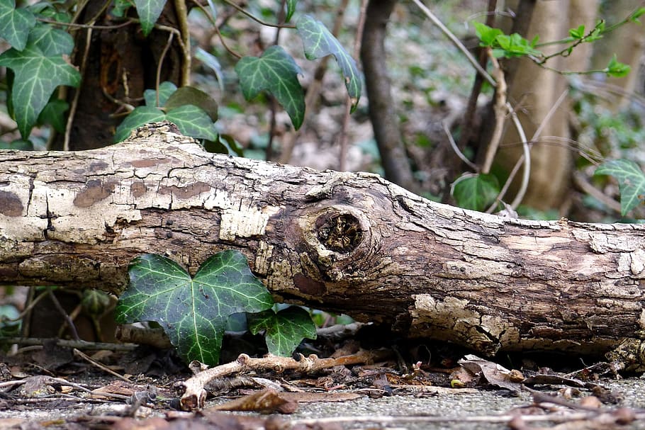 Tree, Branch, Nature, Log, Bark, environment, forest, ivy, green HD wallpaper