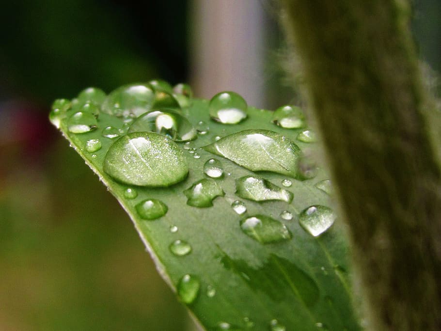 water, droplets, leaf, rain, macro, wet, plant, plant part HD wallpaper