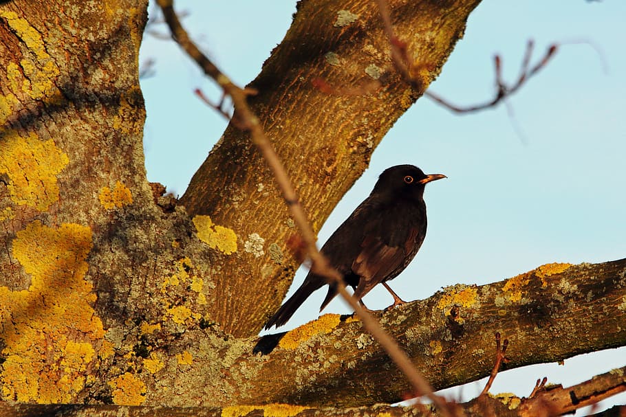 blackbird, songbird, nature, winter, plumage, blackbird male, HD wallpaper