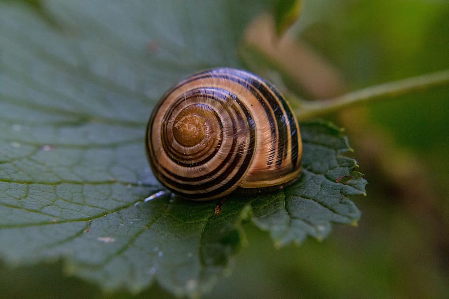 shell, leaf, close, spiral, animal, animal themes, animal wildlife HD wallpaper