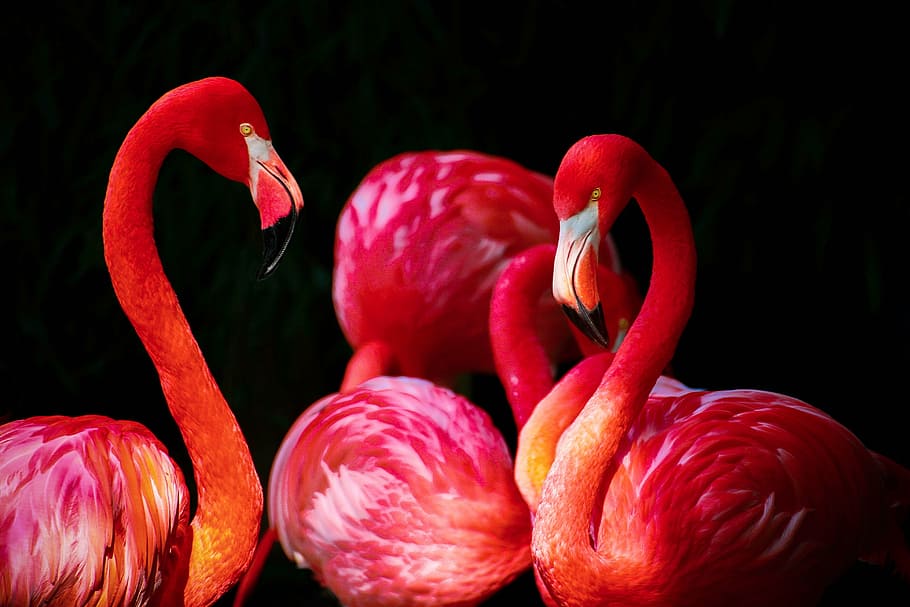 four Flamingos, phoenicopterus, phoenicopteriformes, caribbean flamingo, HD wallpaper