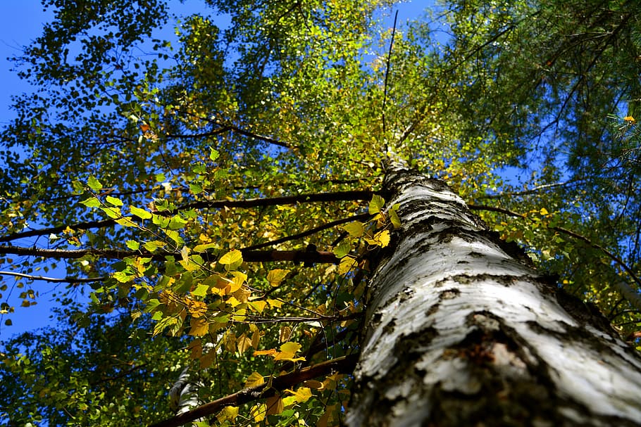 autumn, leaves, tree, birch, fall, yellow, autumn leaves, october HD wallpaper