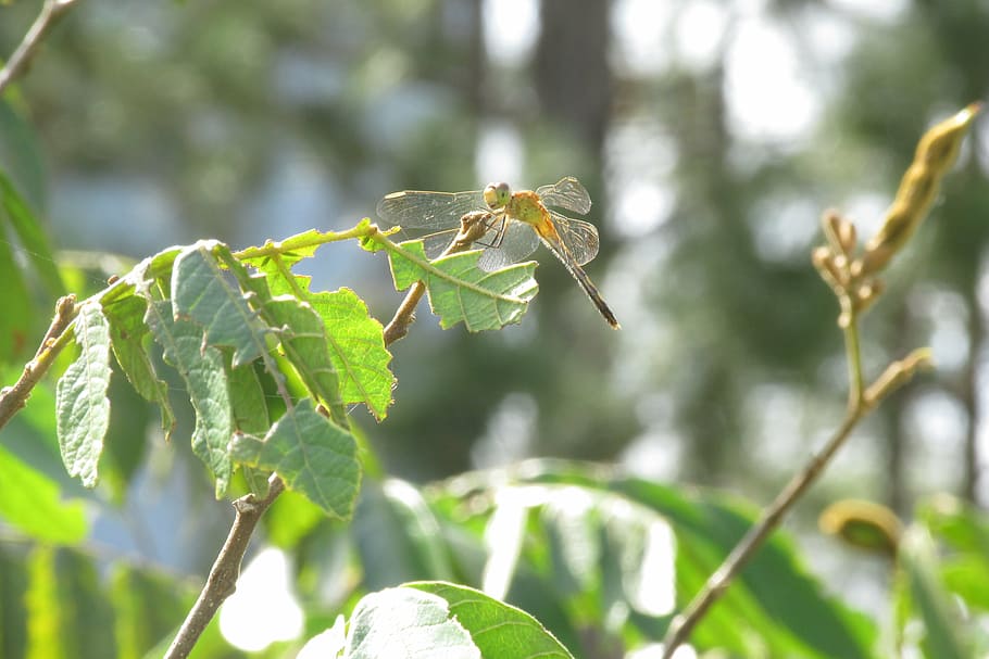 dragonfly, nature, insect, animal wildlife, animals in the wild HD wallpaper